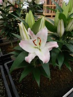 [4229 Sunny Borneo No01.JPG]